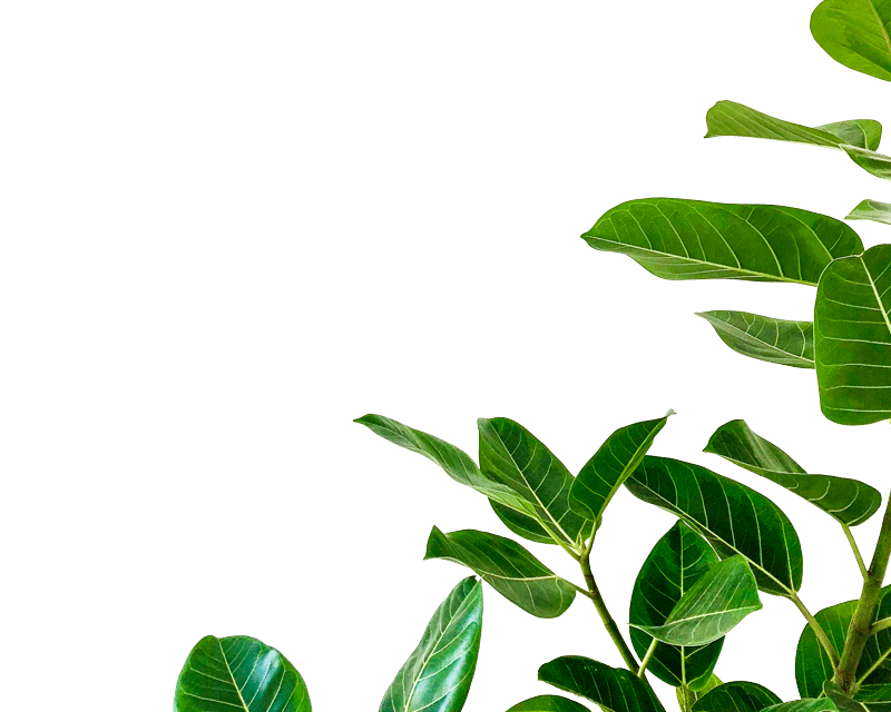 Développeur Web - Background
